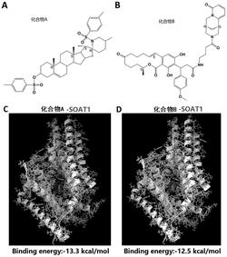 soat1蛋白靶向抑制剂及应用发明专利